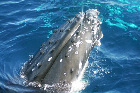 Whale Watching Jervis Bay - Whitsundays Accommodation 3