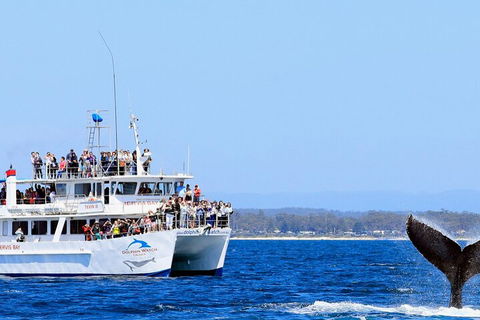 Whale Watching Jervis Bay - Whitsundays Accommodation 4