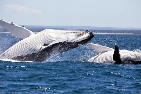 Whale Watching Jervis Bay - Whitsundays Accommodation 5