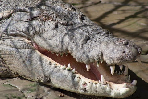 Whitsunday Crocodile Safari Including Lunch - Whitsundays Accommodation 1