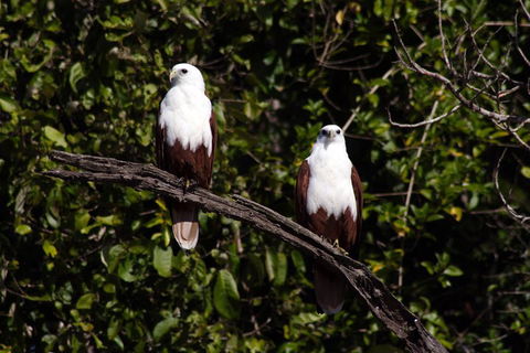 Whitsunday Crocodile Safari Including Lunch - Whitsundays Accommodation 2