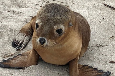 Kangaroo Island Scenic Trail Tour - Whitsundays Accommodation 0