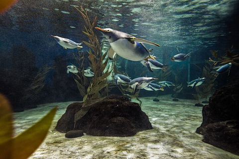 SEA LIFE Sydney Aquarium Entrance Ticket - Whitsundays Accommodation 0