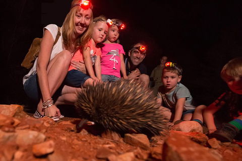 Alice Springs Desert Park Nocturnal Tour - Whitsundays Accommodation 5