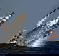 Sydney Harbour Tall Ship Whale  Sail - Whale Watching Cruise - Whitsundays Accommodation