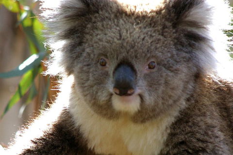 Melbourne Super Saver: Great Ocean Road + Phillip Island + Attraction Pass - Whitsundays Accommodation 3