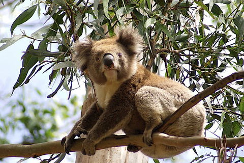 Melbourne Combo: Great Ocean Road, Puffing Billy, Moonlit Sanctuary & Penguins - Whitsundays Accommodation 3