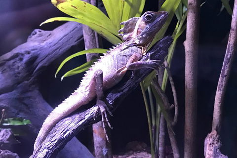 Cairns Aquarium Admission Ticket - Whitsundays Accommodation 0