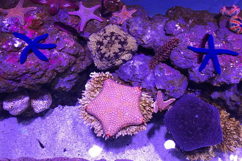 Cairns Aquarium Admission Ticket - Whitsundays Accommodation 5