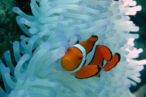 Seastar Luxury Outer Great Barrier Reef Island And Reef Tour From Cairns - Whitsundays Accommodation 0