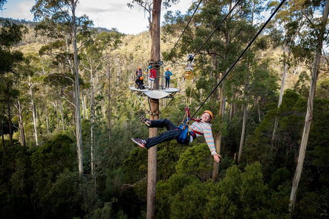 Hollybank Wilderness Adventure - Zipline Tours - Whitsundays Accommodation 0