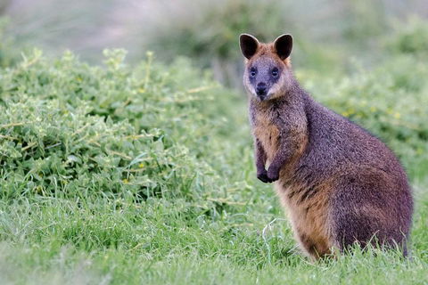 Phillip Island Penguin Parade Day Trip With Koala Conservation Reserve Visit - Whitsundays Accommodation 1