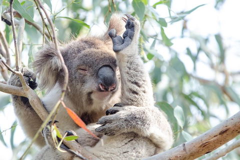 Phillip Island Penguin Parade Day Trip With Koala Conservation Reserve Visit - Whitsundays Accommodation 2
