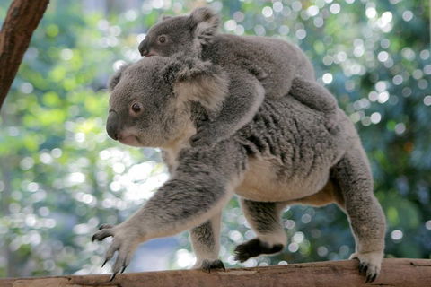 Lone Pine Koala Sanctuary Admission With Brisbane River Cruise - Whitsundays Accommodation 0