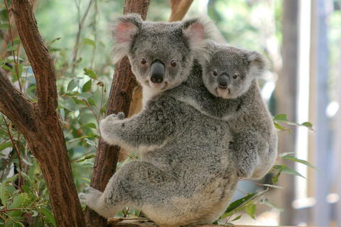 Lone Pine Koala Sanctuary Admission With Brisbane River Cruise - Whitsundays Accommodation 3