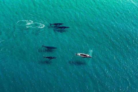 25-30 Minute Newcastle & Macquarie Helicopter Shared Flight - Whitsundays Accommodation 4